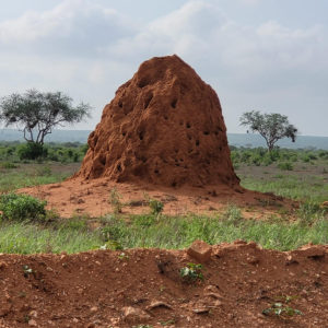 Antihill of the savana